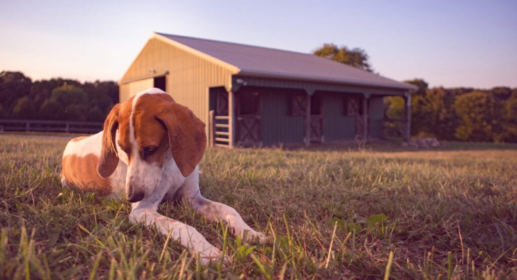 a professional portrait of a fox hound in front of a farm's barn