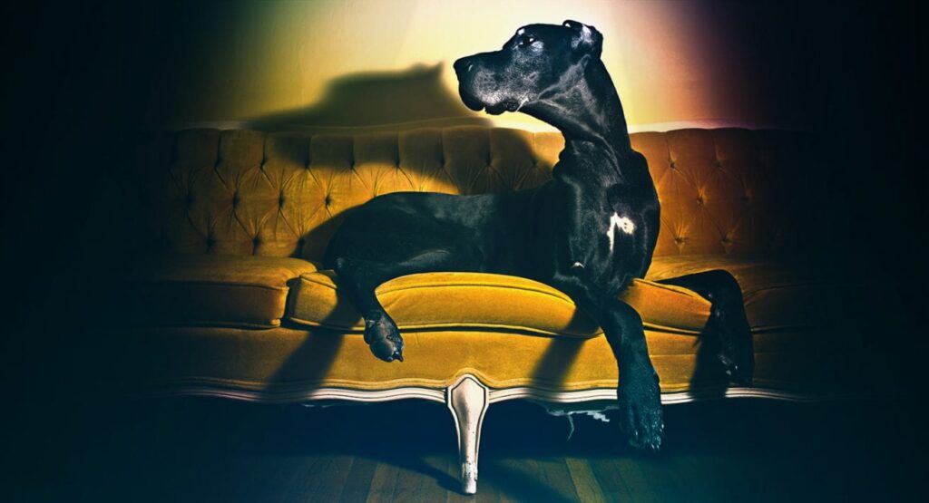 a great dane sitting on a yellow wornout couch