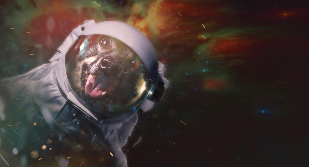 a professional portrait of a border collie in space