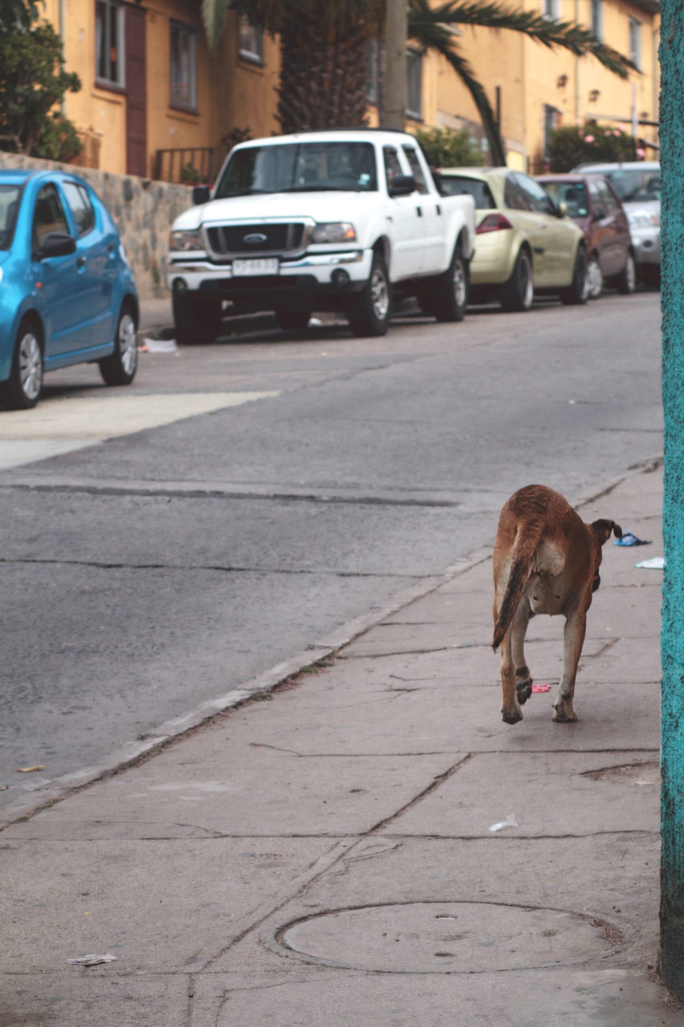 three legged dog stray