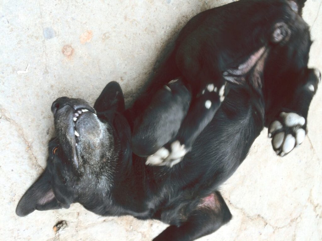 Stray Dog Scratching Back Rolling