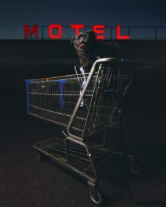 hotel pug in a shopping cart