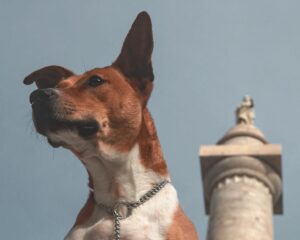 mutt infront of bluesky and washington monument