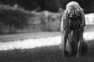 photo of a sad bloodhound