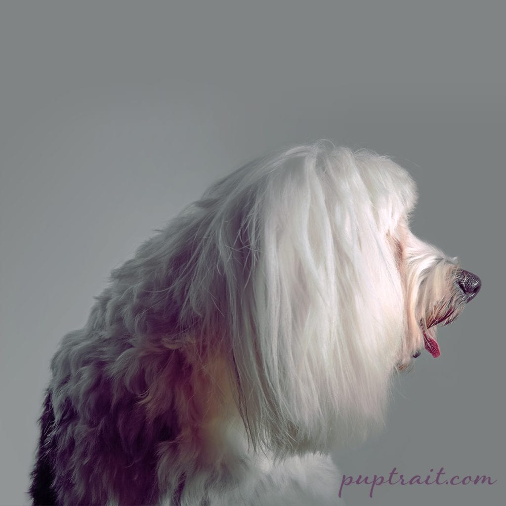 dog photo of shaggy dog profile with rainbow colored fur