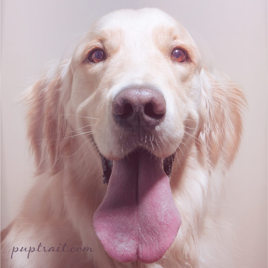 a dog photo of a golden retriever sticking its tongue out