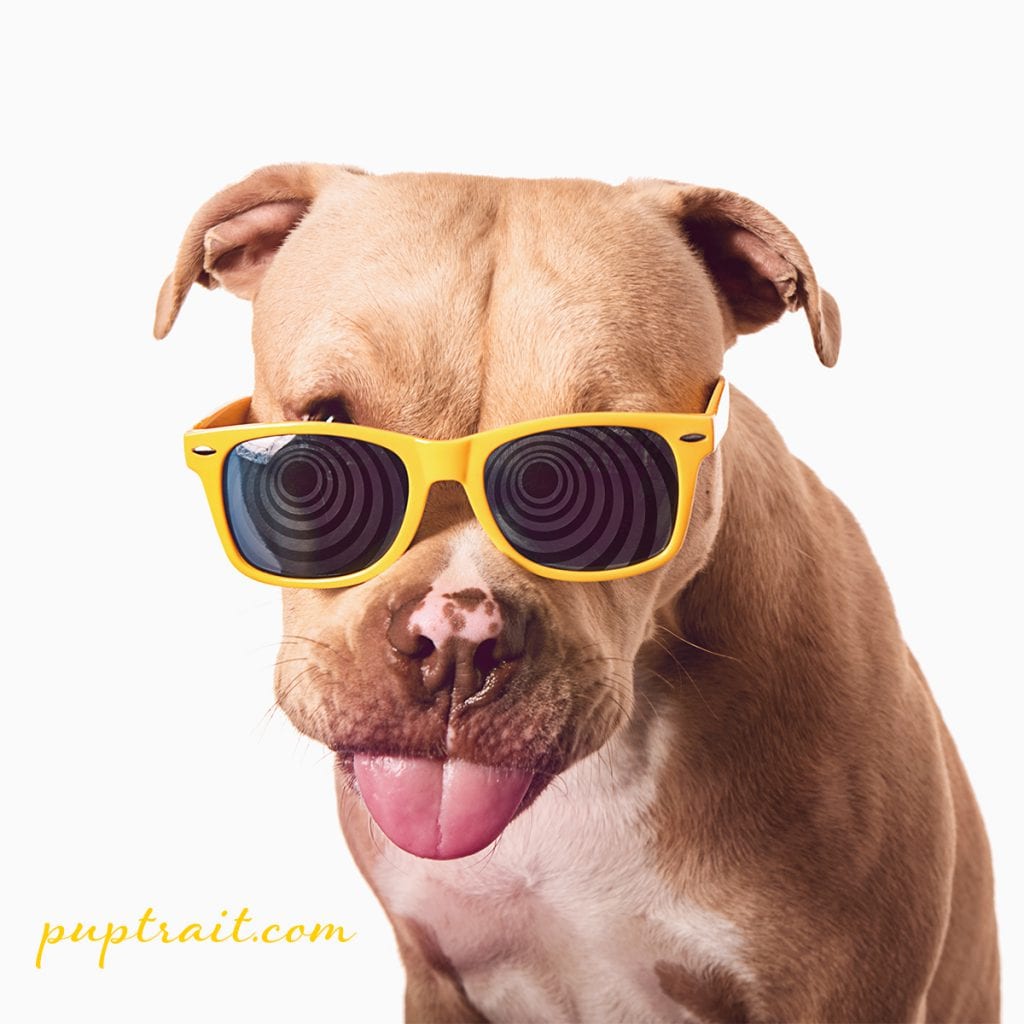 dog photo of a happy pitbull sticking its tongue out wearing yellow sunglasses