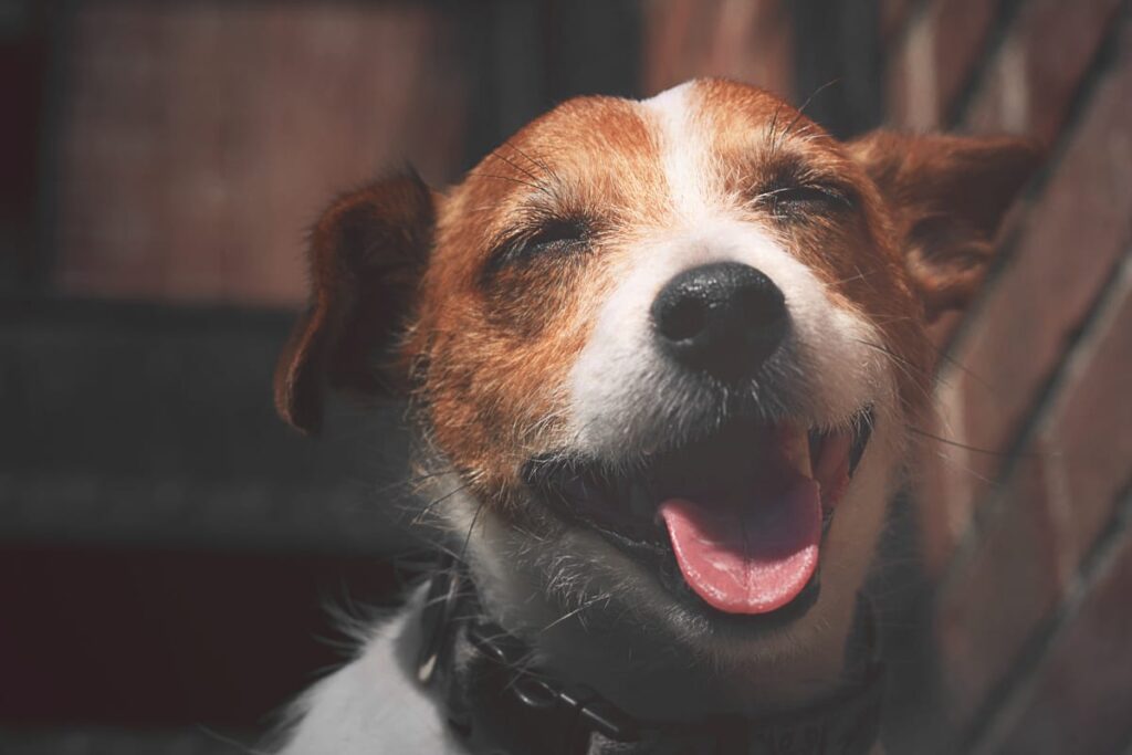 a professional portrait of a jack russell terrier