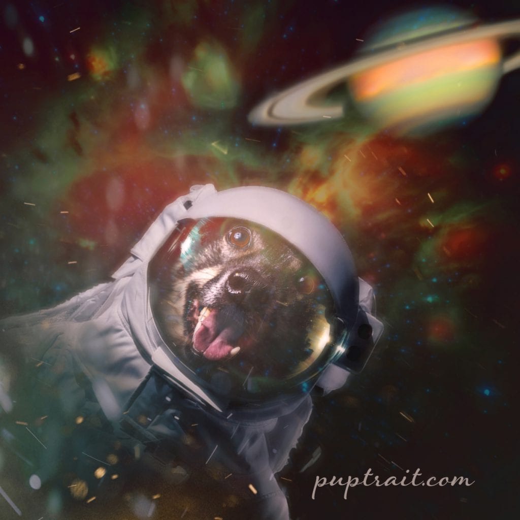 dog photo of a border calling floating through space in front of saturn