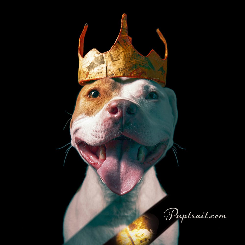 dog photo of a happy pitbull wearing a paper crown