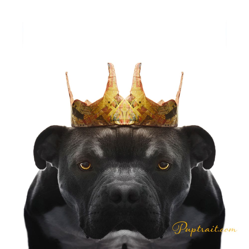 a dog photo of a serious looking black pitbull bulldog from paper hats