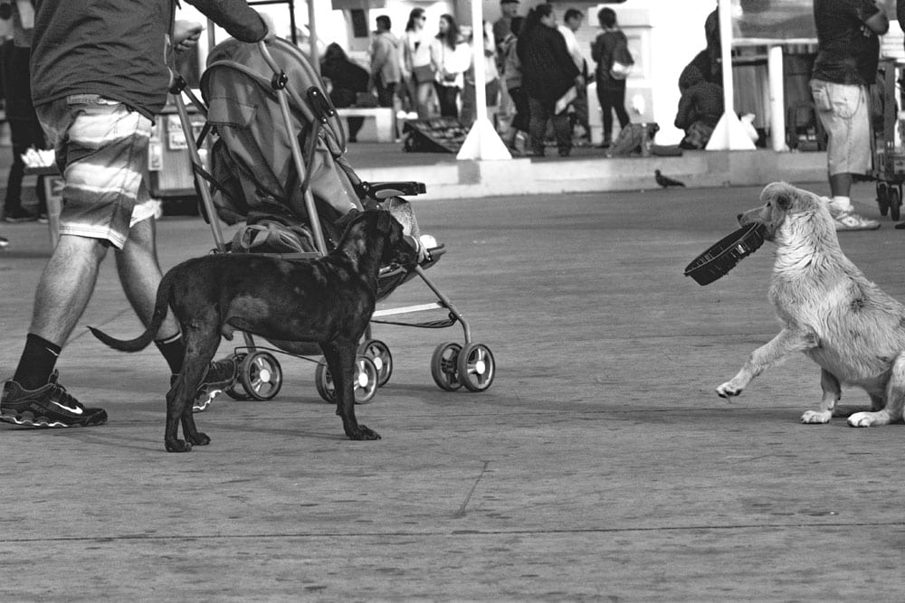 Photo of street dogs playing with a dish in Valparaíso. The dog picture is black and white, and features a black lab and yellow lab mix strays having fun in the street.