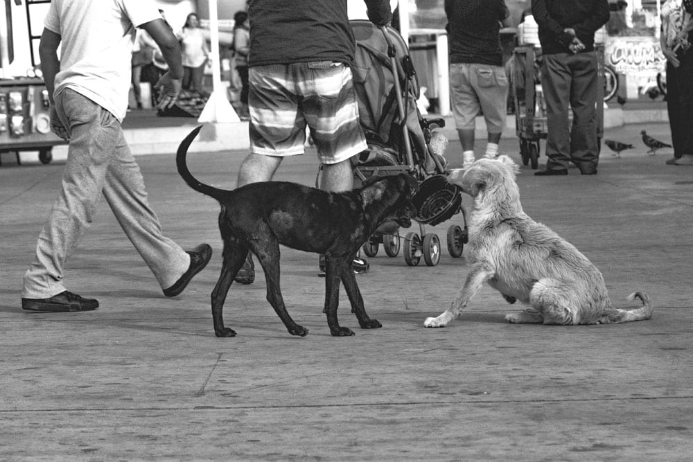 Photo of street dogs playing with a dish in Valparaíso. The dog picture is black and white, and features a black lab and yellow lab mix strays having fun in the street.