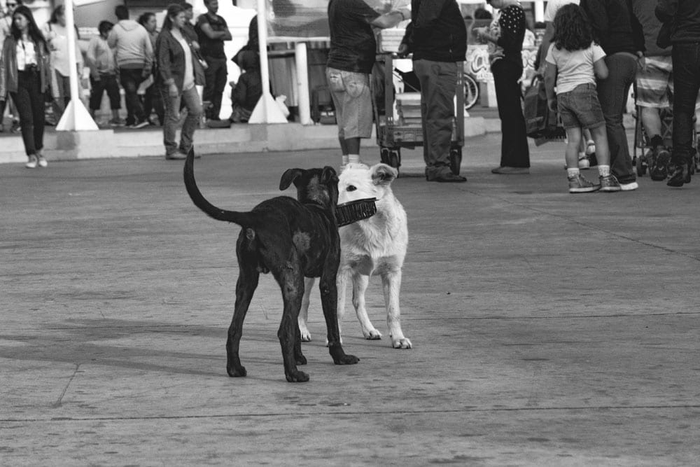 Photo of street dogs playing with a dish in Valparaíso. The dog picture is black and white, and features a black lab and yellow lab mix strays having fun in the street.