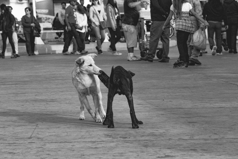 Photo of street dogs playing with a dish in Valparaíso. The dog picture is black and white, and features a black lab and yellow lab mix strays having fun in the street.