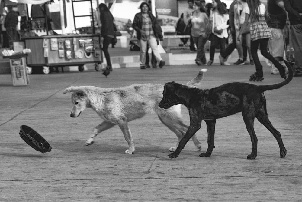 Photo of street dogs playing with a dish in Valparaíso. The dog picture is black and white, and features a black lab and yellow lab mix strays having fun in the street.