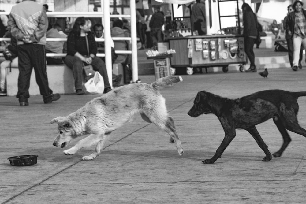 Photo of street dogs playing with a dish in Valparaíso. The dog picture is black and white, and features a black lab and yellow lab mix strays having fun in the street.