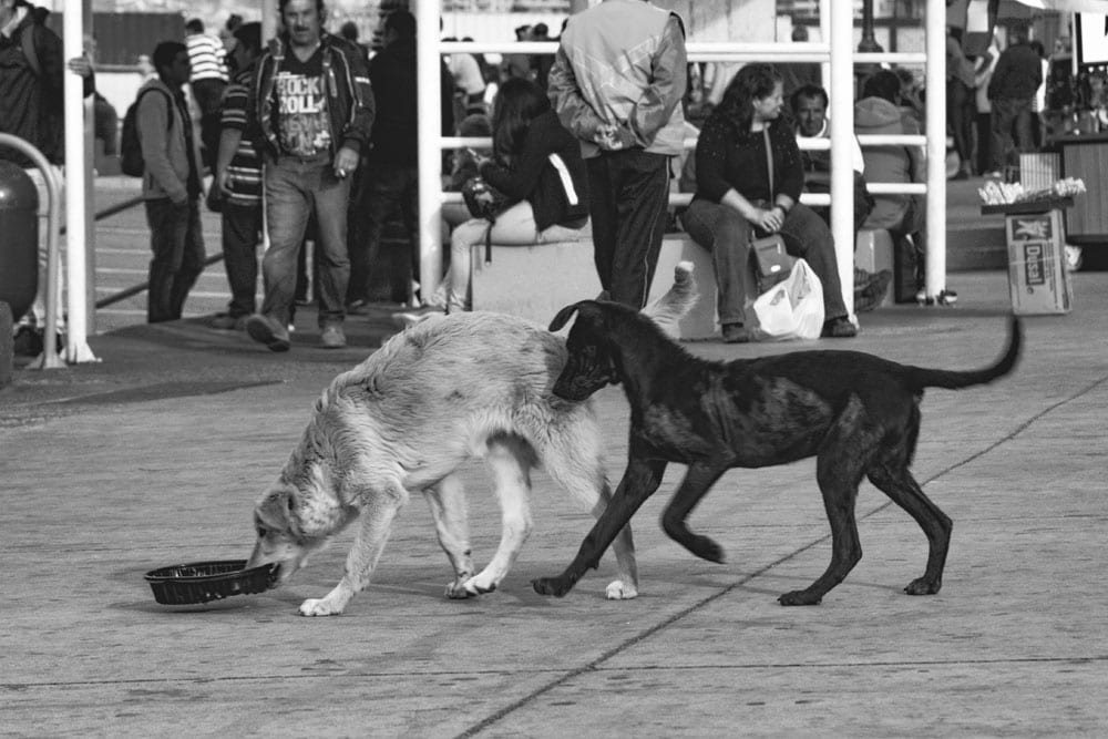 Photo of street dogs playing with a dish in Valparaíso. The dog picture is black and white, and features a black lab and yellow lab mix strays having fun in the street.