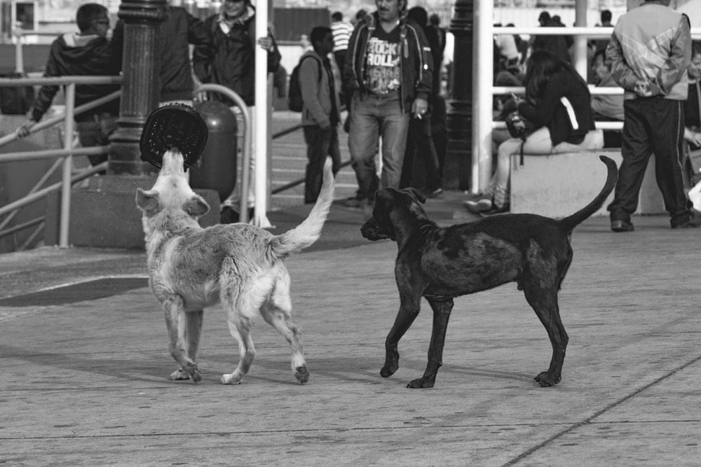 Photo of street dogs playing with a dish in Valparaíso. The dog picture is black and white, and features a black lab and yellow lab mix strays having fun in the street.