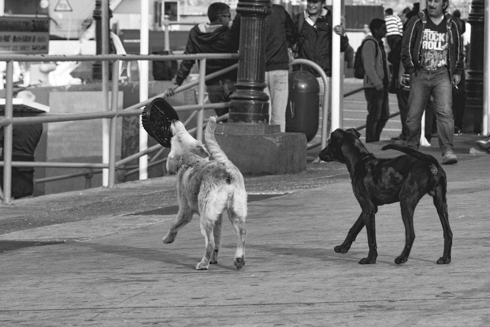 Photo of street dogs playing with a dish in Valparaíso. The dog picture is black and white, and features a black lab and yellow lab mix strays having fun in the street.