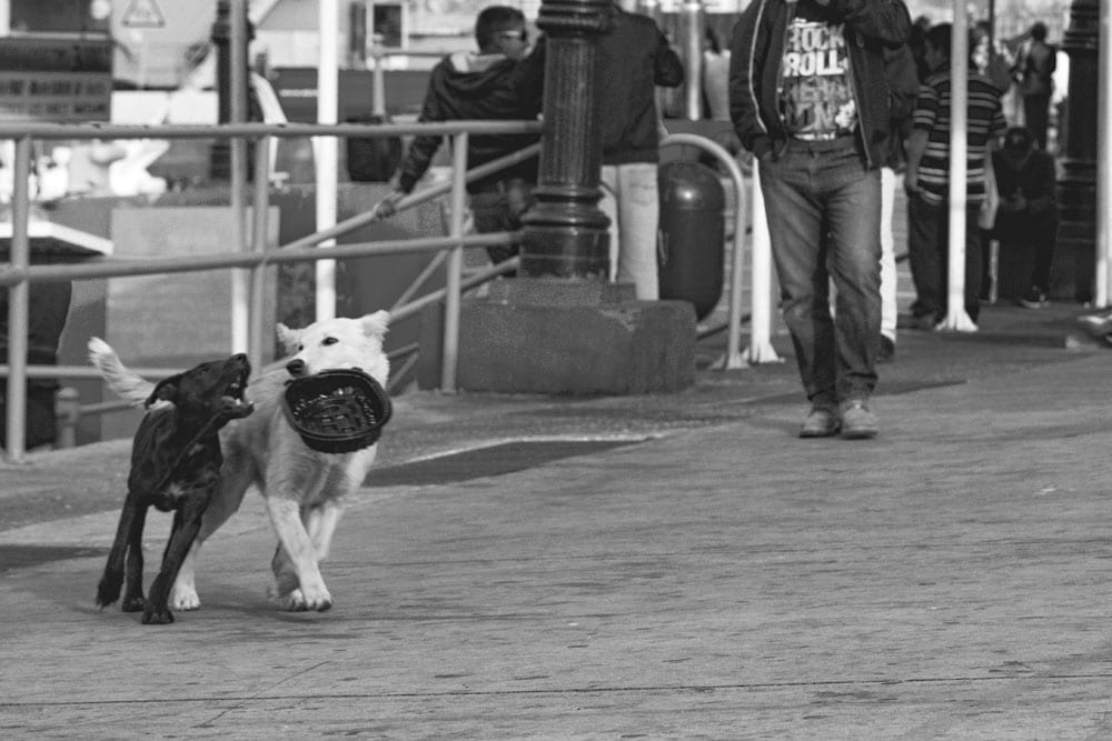 Photo of street dogs playing with a dish in Valparaíso. The dog picture is black and white, and features a black lab and yellow lab mix strays having fun in the street.