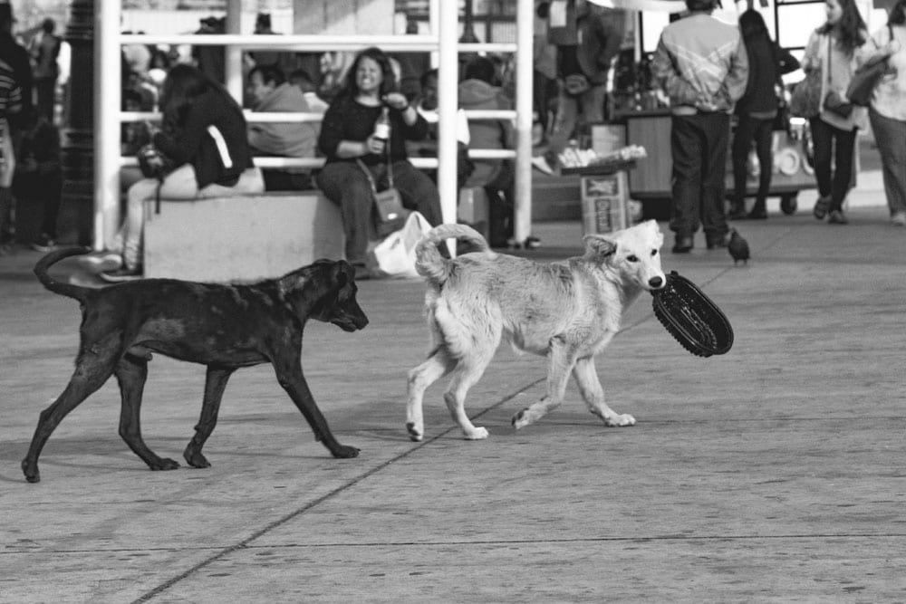 Photo of street dogs playing with a dish in Valparaíso. The dog picture is black and white, and features a black lab and yellow lab mix strays having fun in the street.