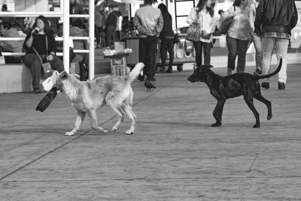 Photo of street dogs playing with a dish in Valparaíso. The dog picture is black and white, and features a black lab and yellow lab mix strays having fun in the street.