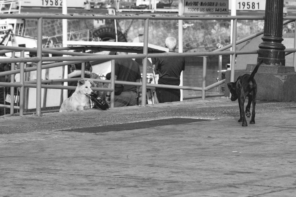 Photo of Stray Dogs Playing in Valparaiso