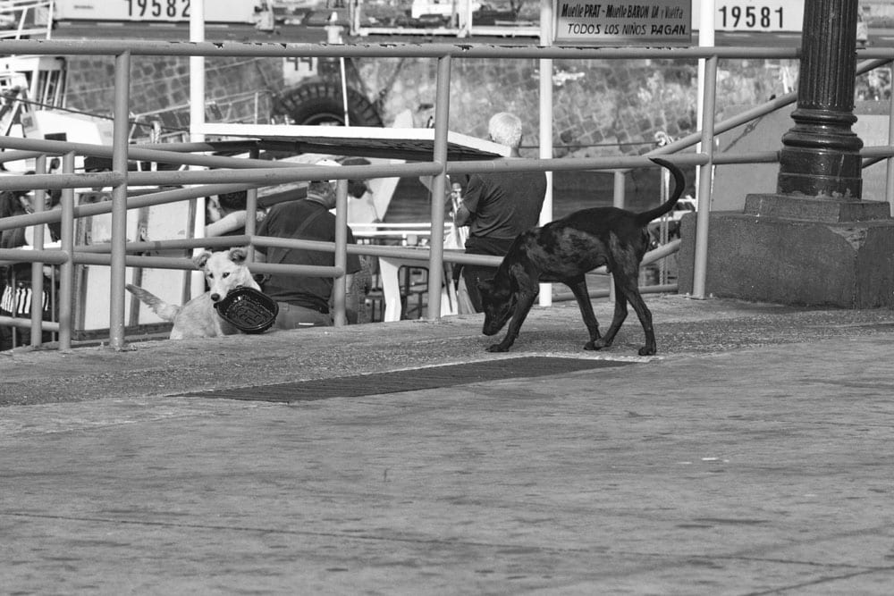 Photo of Stray Dogs Playing in Valparaiso