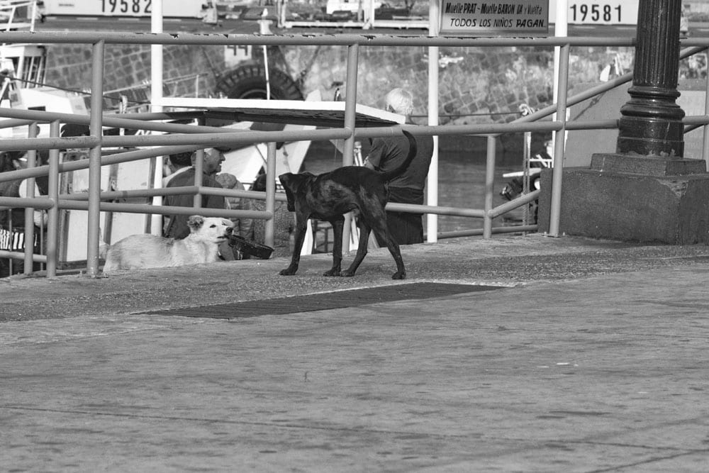 Photo of street dogs playing with a dish in Valparaíso. The dog picture is black and white, and features a black lab and yellow lab mix strays having fun in the street.