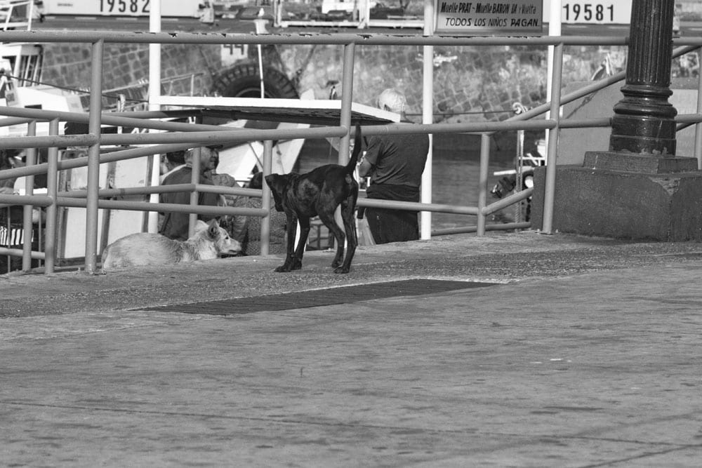 Photo of street dogs playing with a dish in Valparaíso. The dog picture is black and white, and features a black lab and yellow lab mix strays having fun in the street.