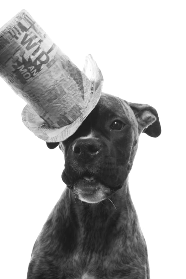 A boxer puppy wearing a paper tophat at a jaunty angle