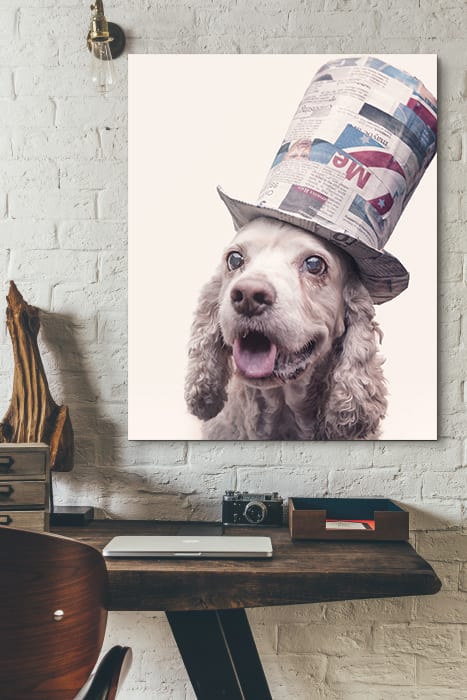 a portrait of a cocker spaniel dog wearing a red white and blue top hat captured at the puptrait studio in baltimore