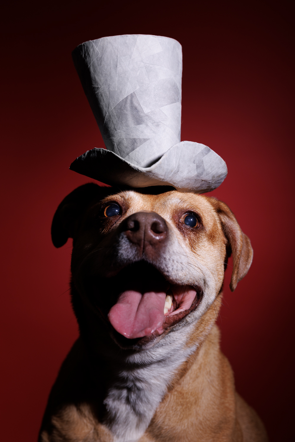 Photo of a fawn colored dog smiling while wearing a white tophat against a red background