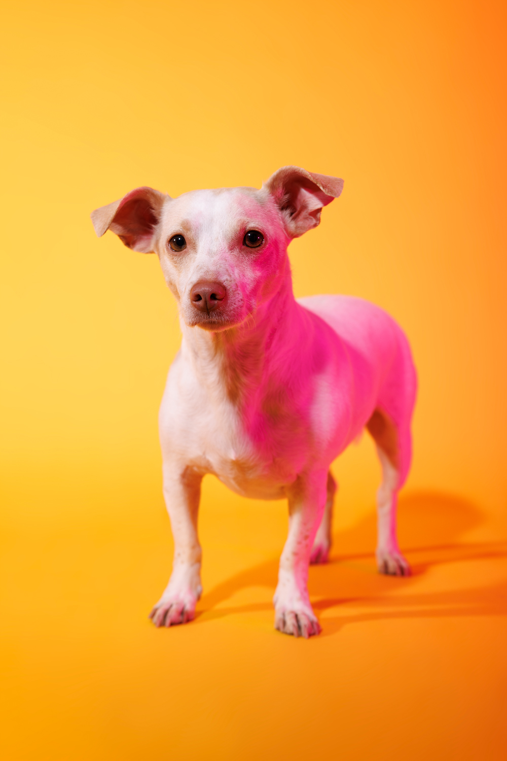 Photo of a Chihuahua / house mix dog glowing pink against a yellow background.