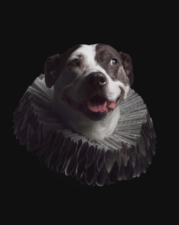 Portrait of a piebald American Pitbull Staffordshire Terrier mix rescue dog smiling and wearing a ruff collar made from newspaper against a black background
