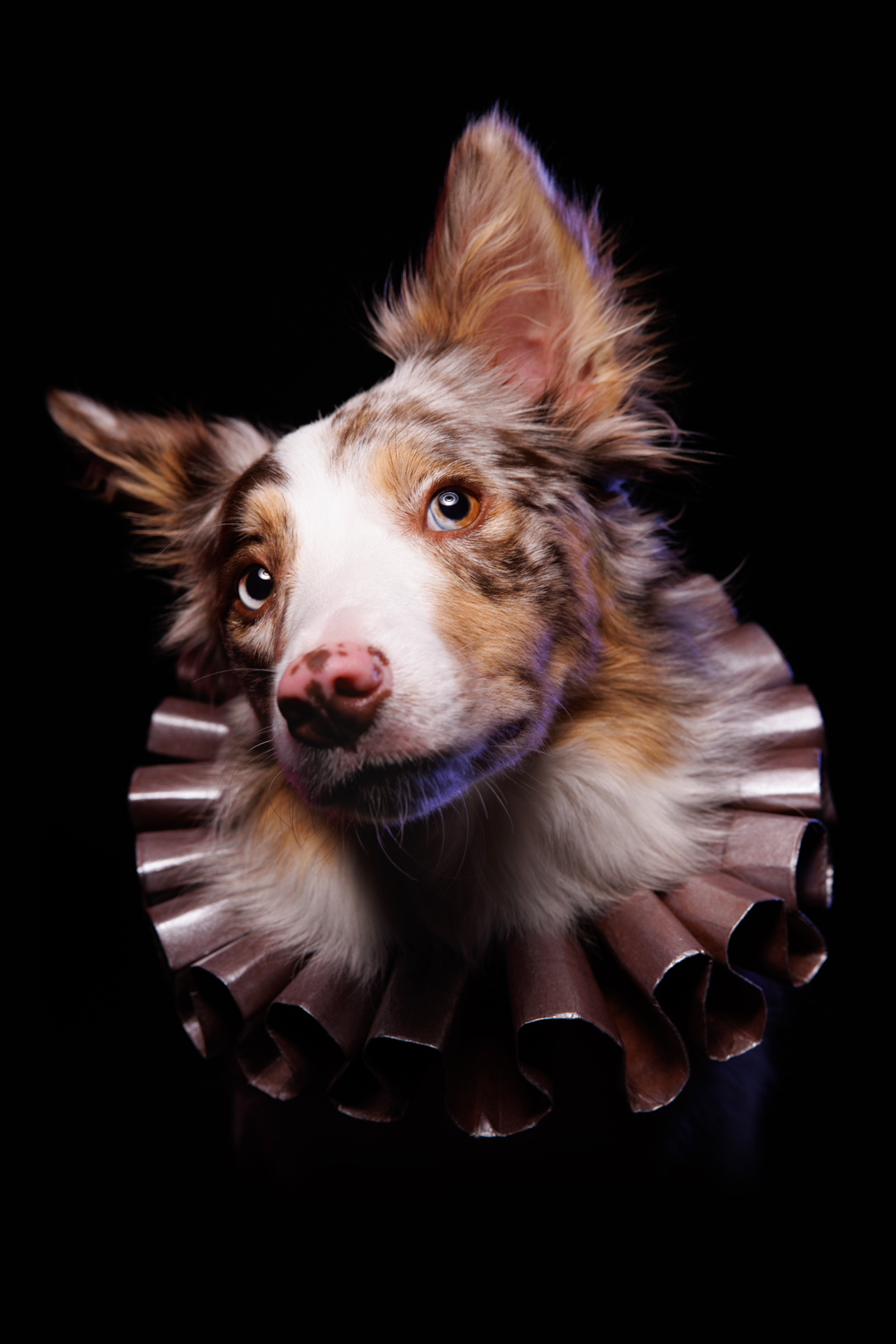 Portrait of a red merle border collie wearing a red ruff collar