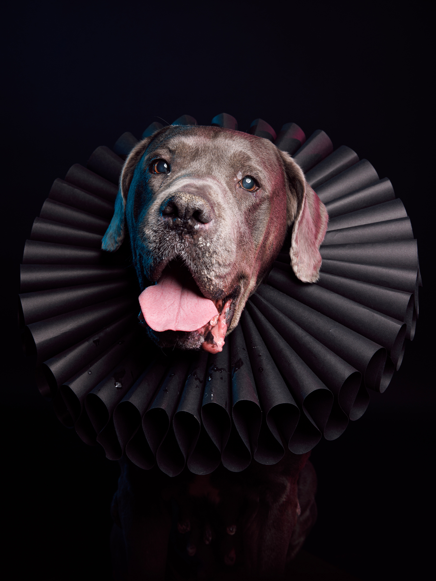 Portrait of a large Great Dane / Mastiff / Bully mixed breed dog wearing a meter wide black ruff collar