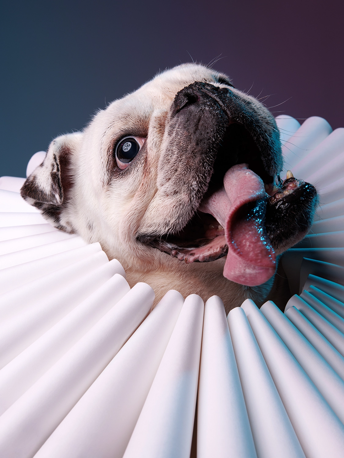 Photo portrait of a white English Bulldog wearing a massive Elizabethan style ruff collar against a multi colored background. The reflection in the eyes read "WE'RE ALL MAD HERE" a quote by Lewis Caroll