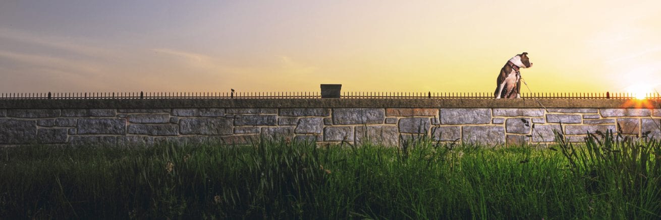 bright pitbull sage on baltimore wall stone reservoir