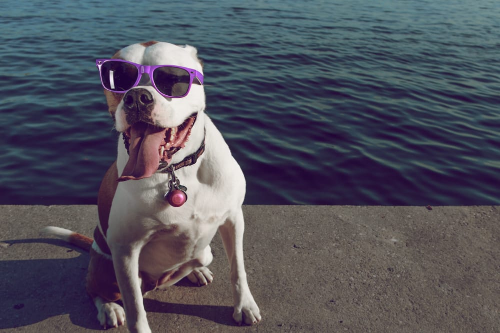 Photo of a smiling American Bulldog wearing purple sunglasses in front of the Baltimore Inner Harbor. 