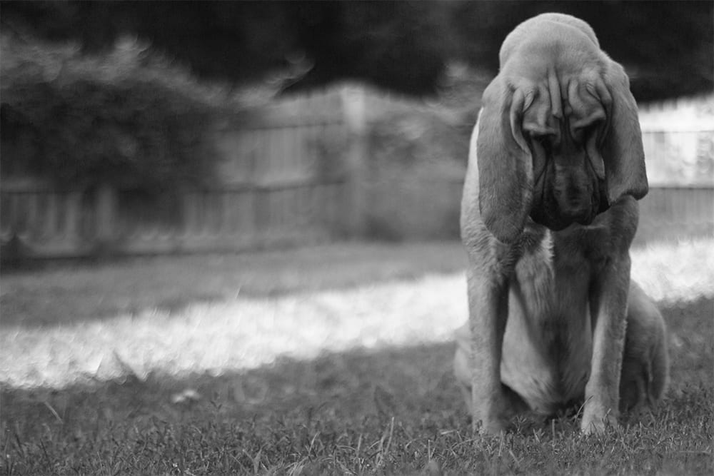 a bloodhound picture in a yard