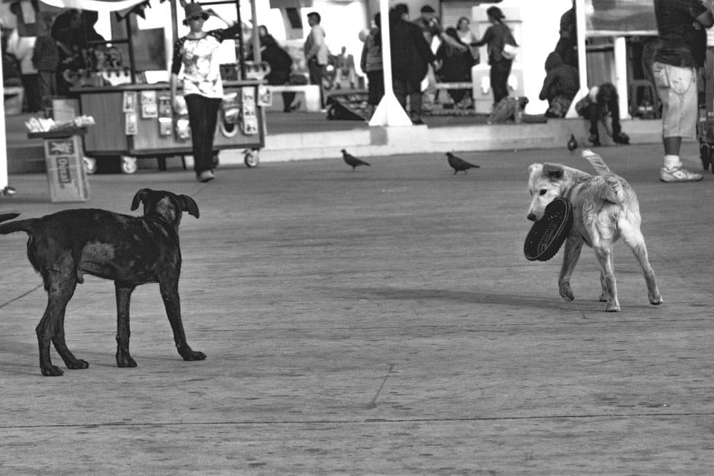 Photo of street dogs playing with a dish in Valparaíso. The dog picture is black and white, and features a black lab and yellow lab mix strays having fun in the street.