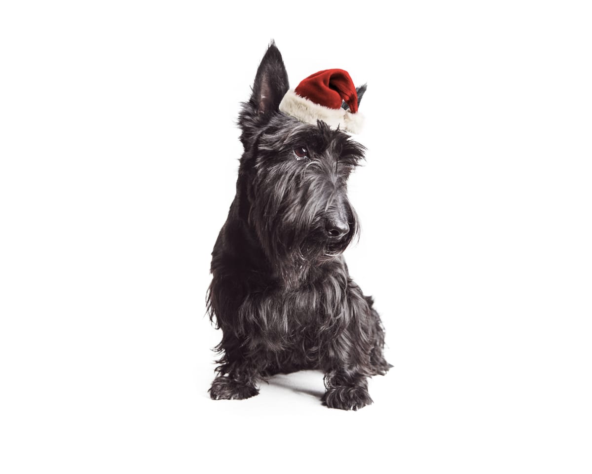 scottish terrier wearing Santa hat