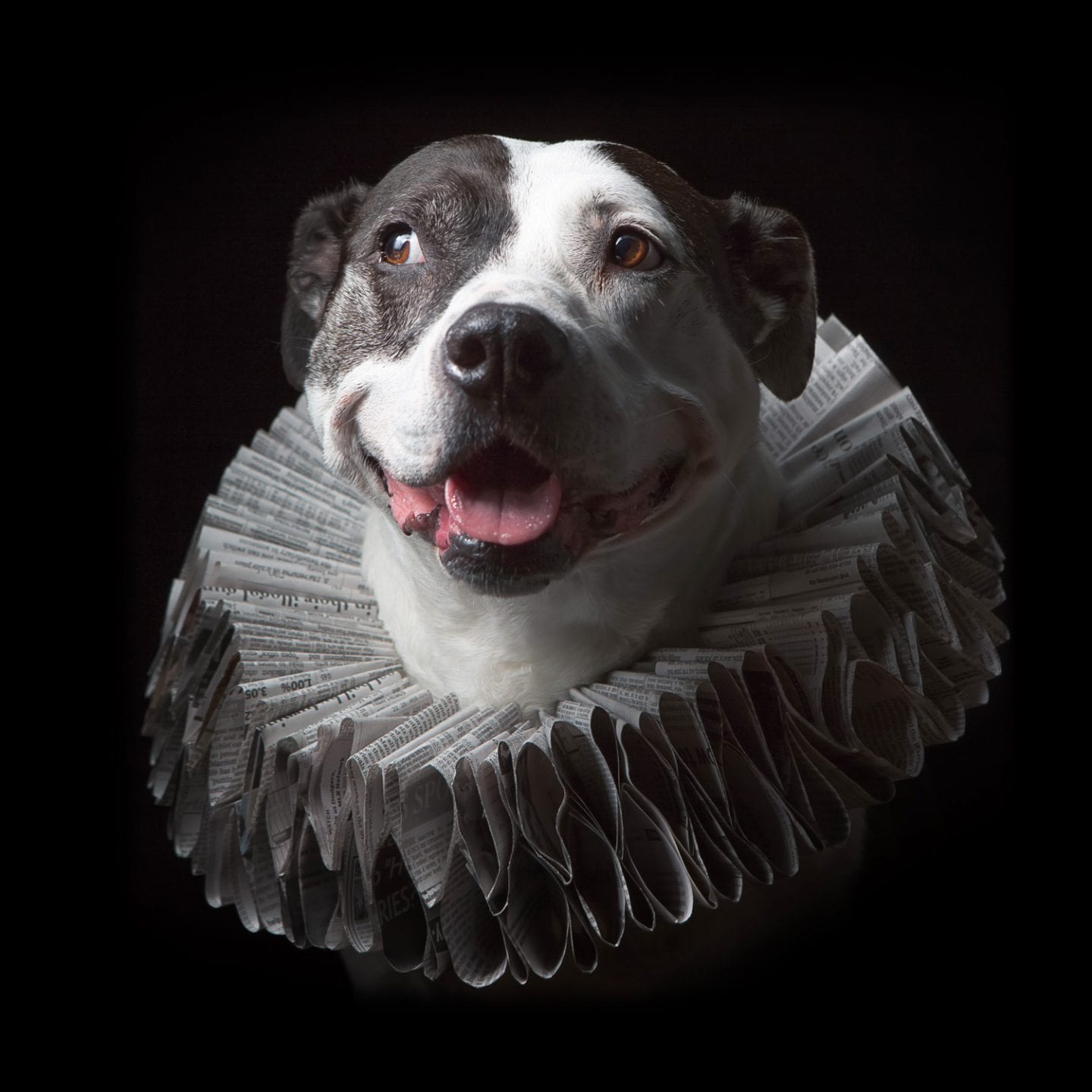 smiling piebald pitbull brindle wearing a Elizabethan style ruff collar