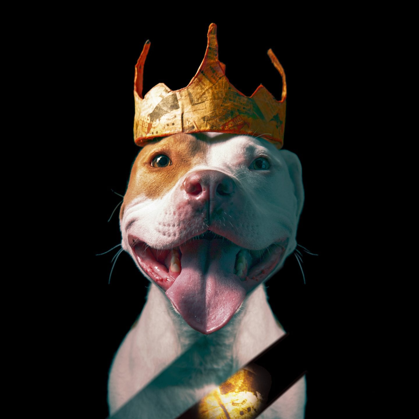 smiling pitbull wearing a crown