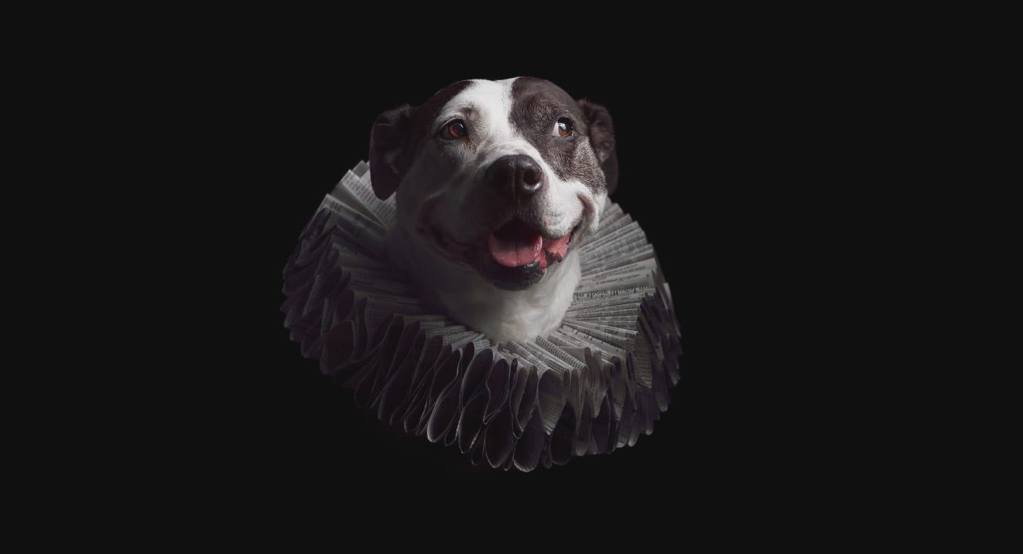 Fine art portrait of a pitbull pupper wearing an Elizabethan style ruff collar made of old newspaper