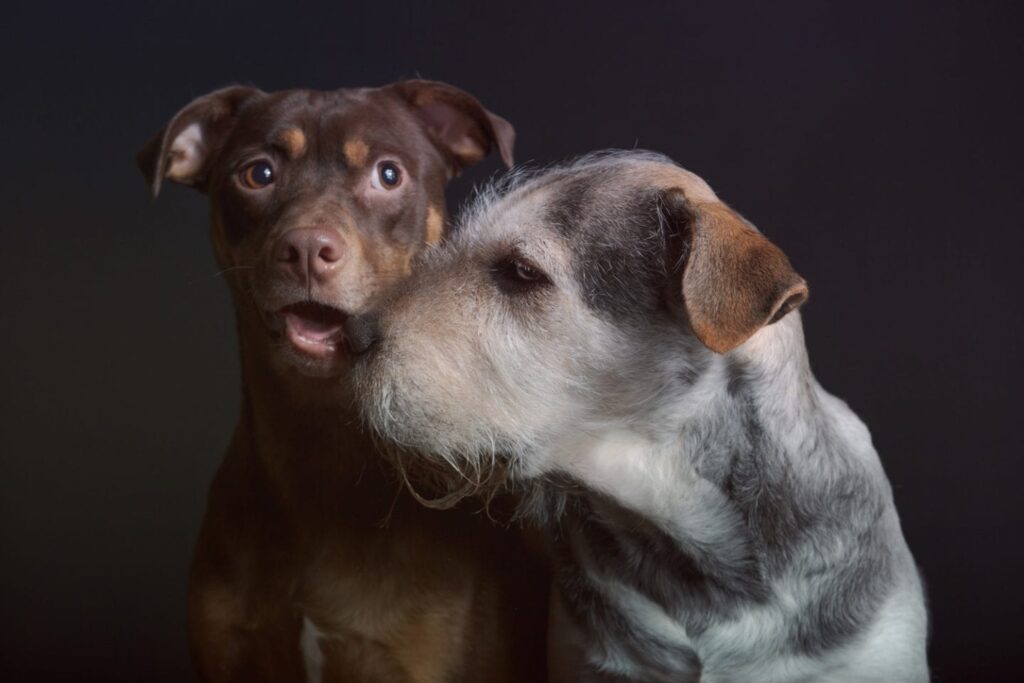 Pet photography studios that allow multiple dogs