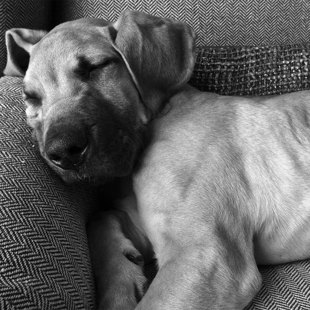 a great dane puppy napping after a play date