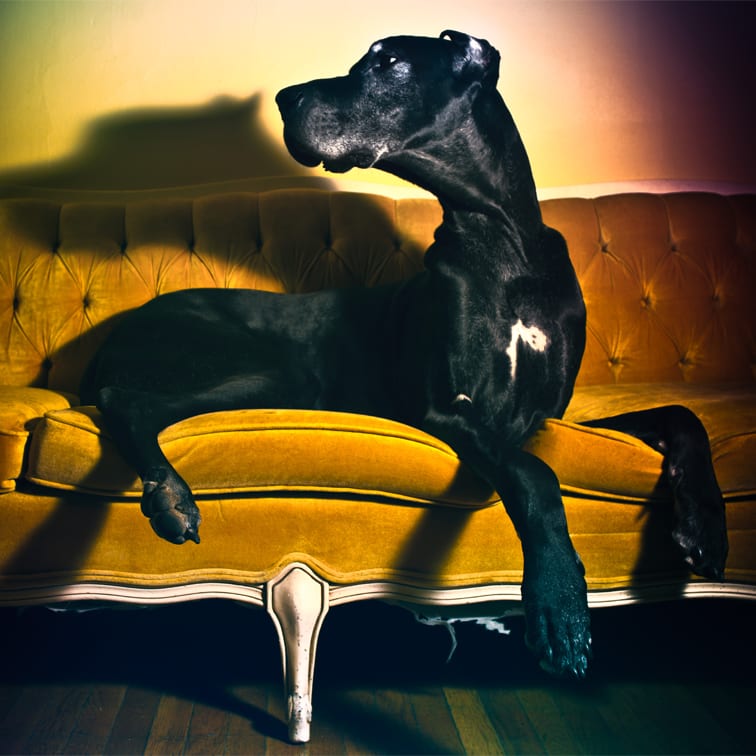 a portrait of a large black great dane on a yellow couch photographed with a 20mm lens